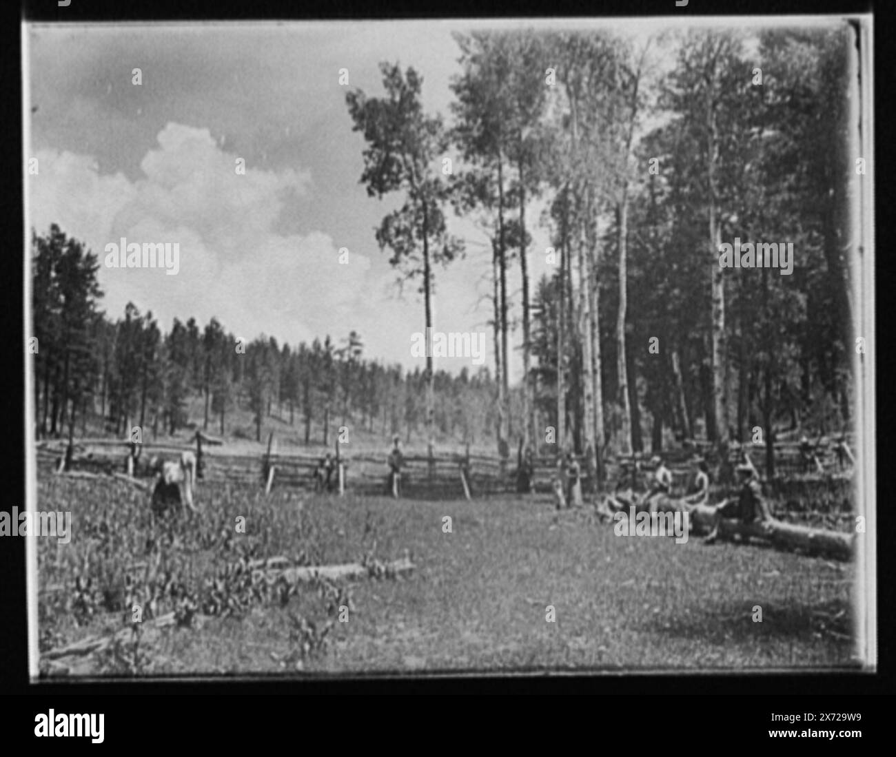 Wild Flower Gulch, Chautauqua Glen, titre de la veste., 'Bushong and Feldman, Cloudcroft livret' sur la veste., Detroit Publishing Co. no. 042720., Gift ; State Historical Society of Colorado ; 1949, Forests. , États-Unis, Nouveau-Mexique, Cloudcroft. Banque D'Images