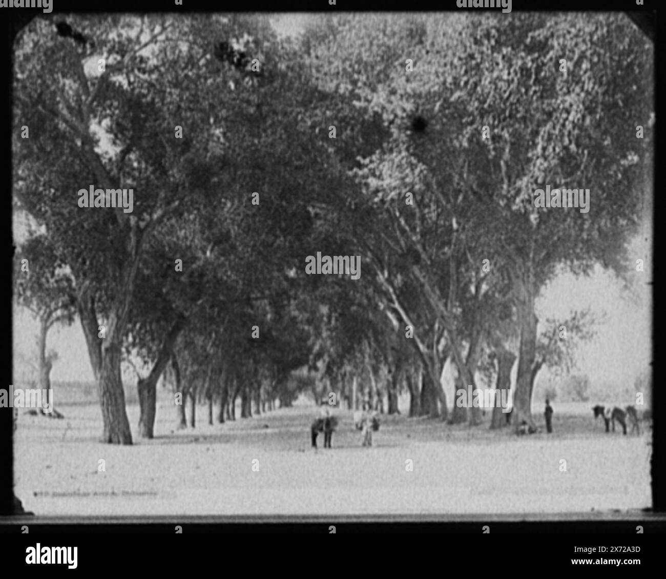 Guadaloupe Avenue, Chihuahua, attribution à Jackson basée sur le catalogue des vues de W.H. Jackson (1898)., Street Leading to Santuario de Nuestra Senora de Guadalupe., Detroit Publishing Co. No. 0180., Gift ; State Historical Society of Colorado ; 1949, Streets. , Arbres. , Mexique, Chihuahua. Banque D'Images