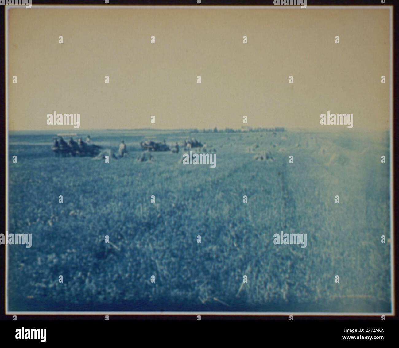 Scène de récolte près de Brookings, S.D., répertoriée dans Detroit, catalogue F (1899)., 'Detroit Photographic Co.', dépôt de droits d'auteur no. 4333., Detroit Publishing Co. No. 1939., dépôt de droits d'auteur. State Historical Society of Colorado ; 1949, Harvesting. , Agriculture. , États-Unis, Dakota du Sud, Brookings. Banque D'Images