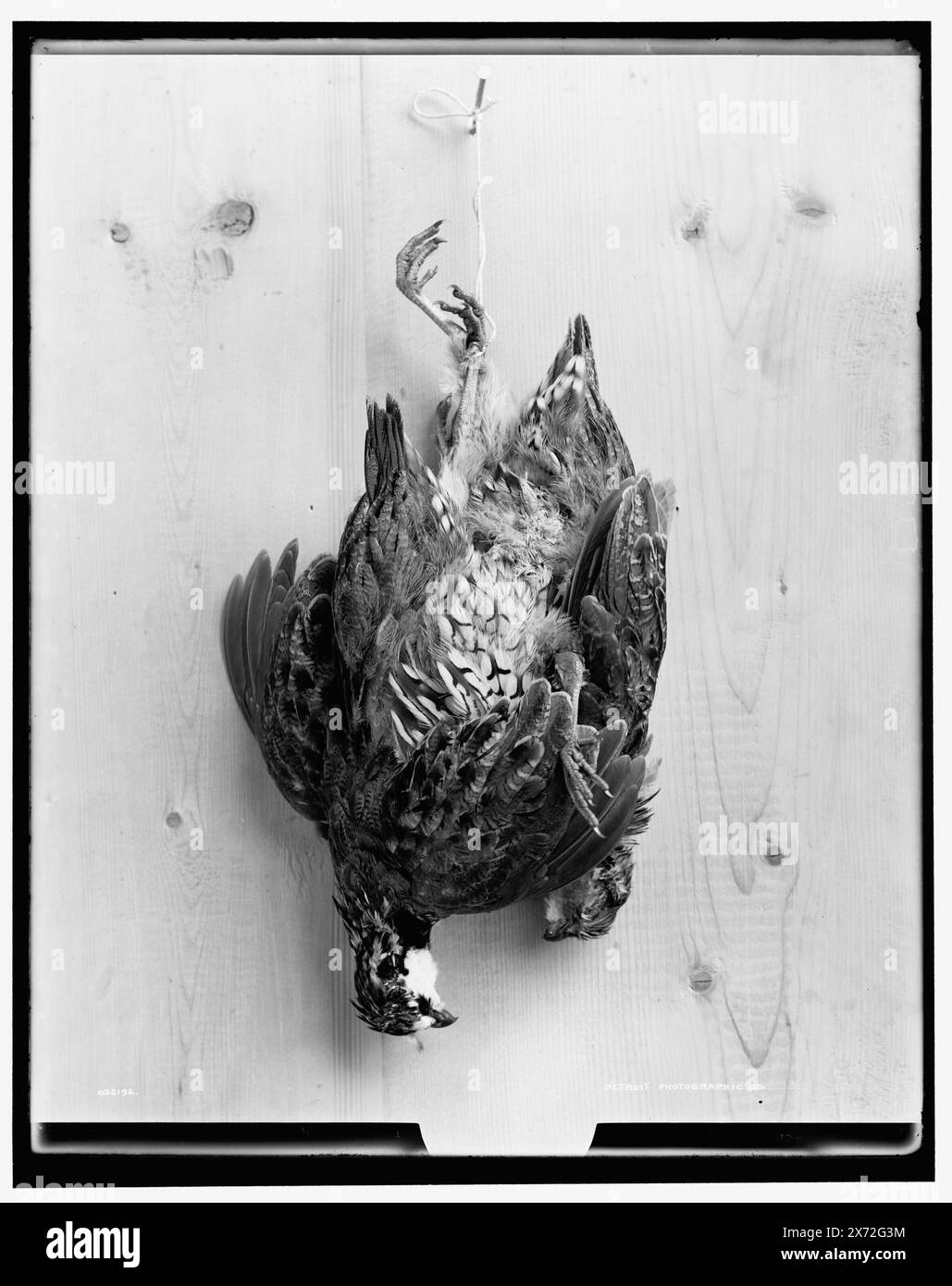Quail, titre de veste., Detroit Publishing Co. No. 032192., Gift ; State Historical Society of Colorado ; 1949, Quails. , Animaux morts. Banque D'Images