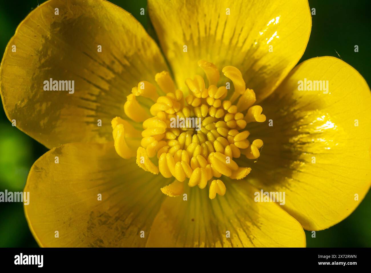 Le Ranunculus repens, la coupe de beurre rampante, est une plante à fleurs de la famille des Ranunculaceae, dans le jardin. Banque D'Images