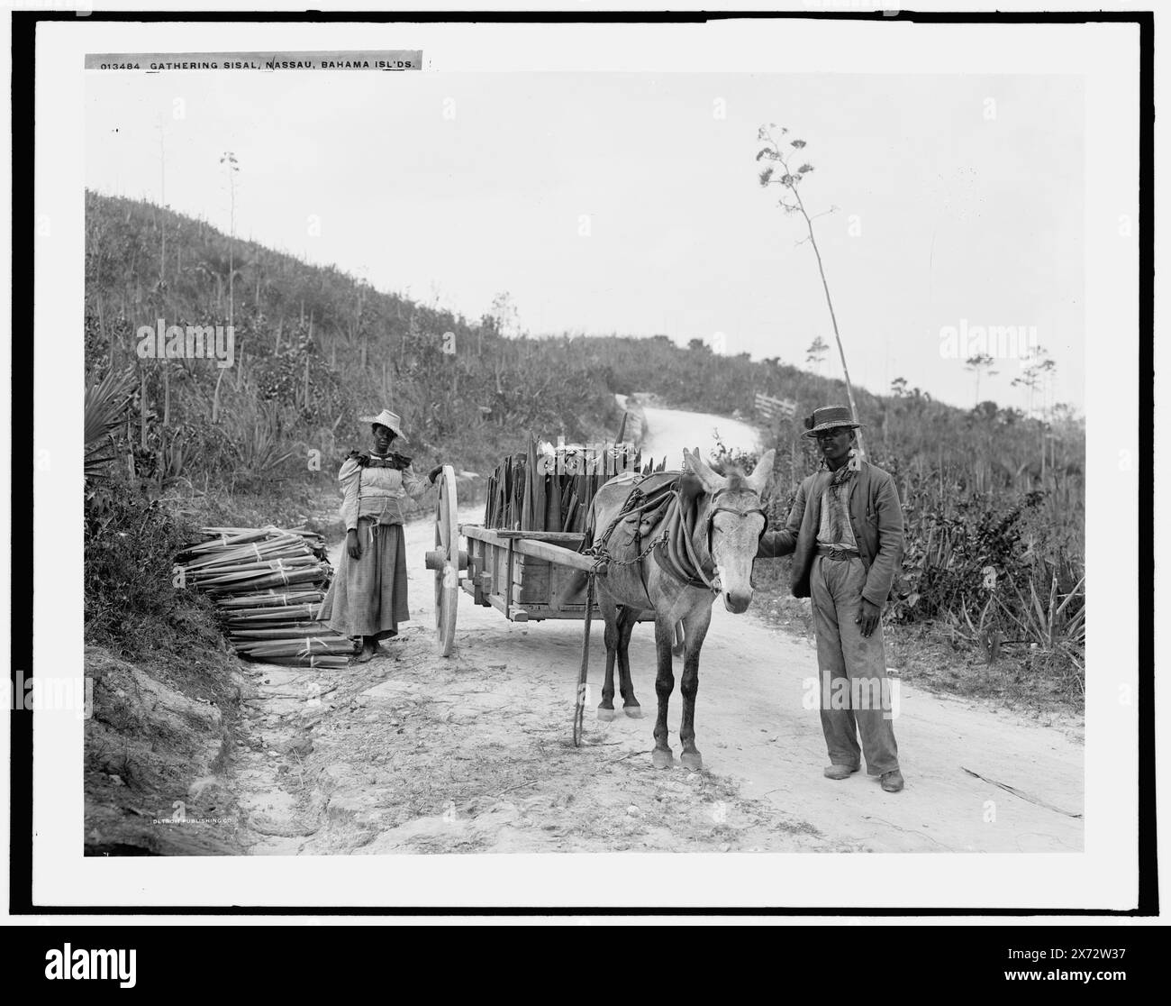 Gathering sisal, Nassau, Bahama Islds., date basée sur Detroit, catalogue J Supplement (1901-1906)., attribution basée sur des négatifs avec des nombres similaires., Detroit Publishing Co. No. 013484., Gift ; State Historical Society of Colorado ; 1949, Blacks, Employment. , Chariots et wagons. , Plantations. , Agaves. , Récolte. , Bahamas, Nassau. Banque D'Images