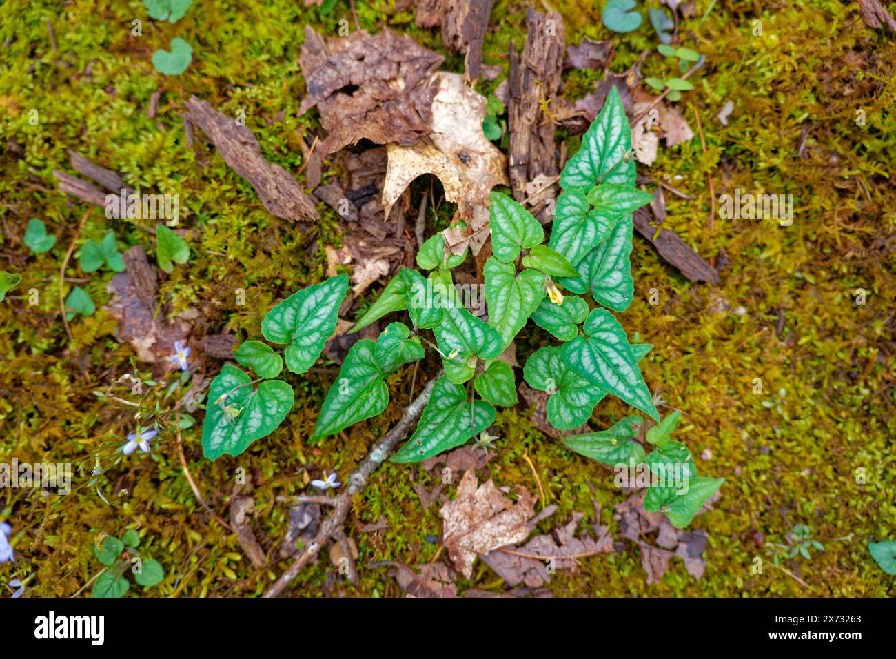 En regardant vers le bas au sommet du feuillage pointu marbré avec l'émergence de minuscules fleurs jaunes d'une plante alto hastata poussant sur le sol forestier entouré de b Banque D'Images En regardant vers le bas au sommet du feuillage pointu marbré avec l'émergence de minuscules fleurs jaunes d'une plante alto hastata poussant sur le sol forestier entouré de b Banque D'Images