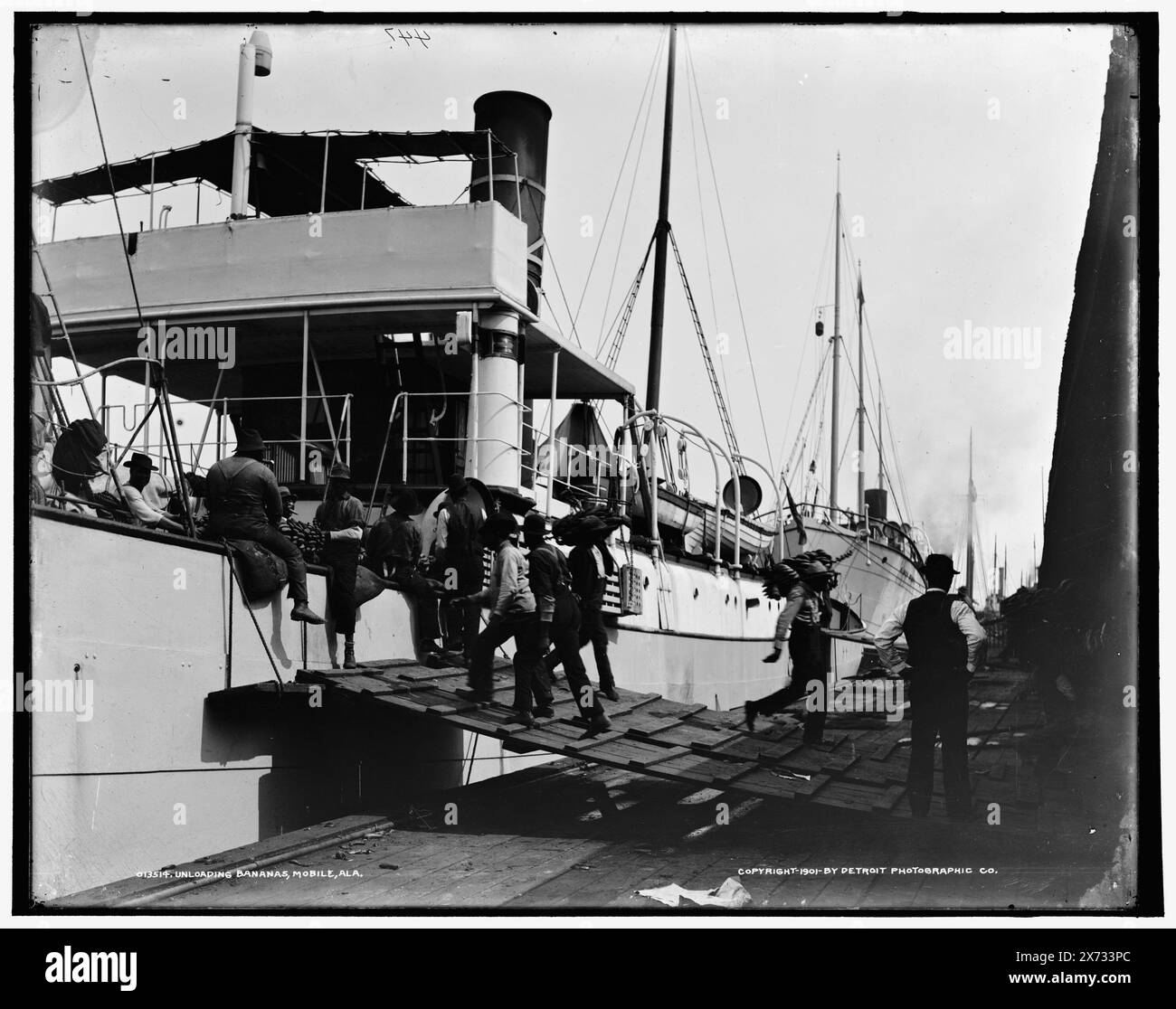 Déchargement des bananes, Mobile, Ala., '447' sur négatif., Detroit Publishing Co. No. 013514., Gift ; State Historical Society of Colorado ; 1949, Bananas. , Expédition. , Navires. , États-Unis, Alabama, Mobile. Banque D'Images