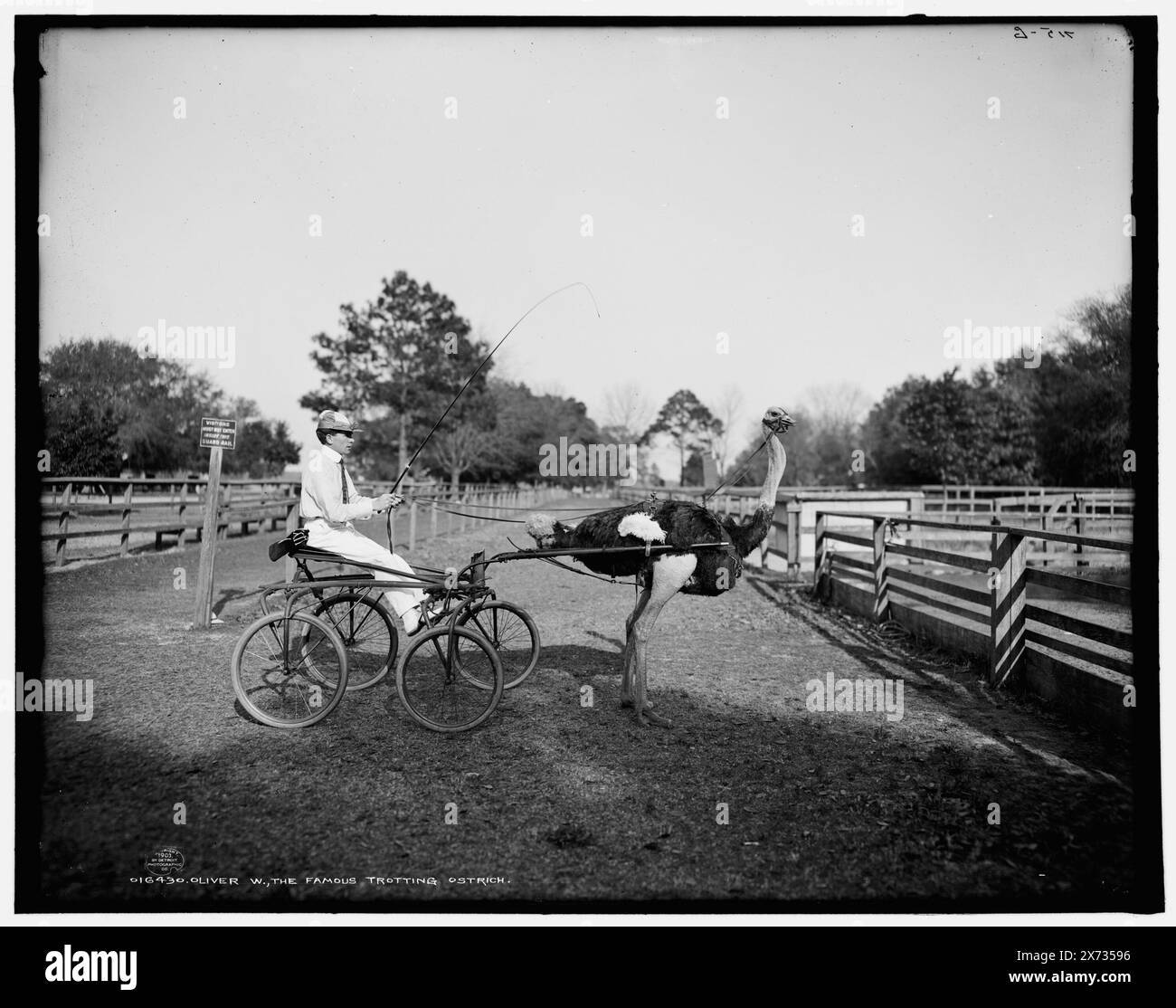 Oliver W., la célèbre autruche trottrice à Florida Ostrich Farm, Jacksonville, '715-G' sur négatif., Detroit Publishing Co. 016430., Gift ; State Historical Society of Colorado ; 1949, Training Animals. , Autruches. , États-Unis, Floride, Jacksonville. Banque D'Images