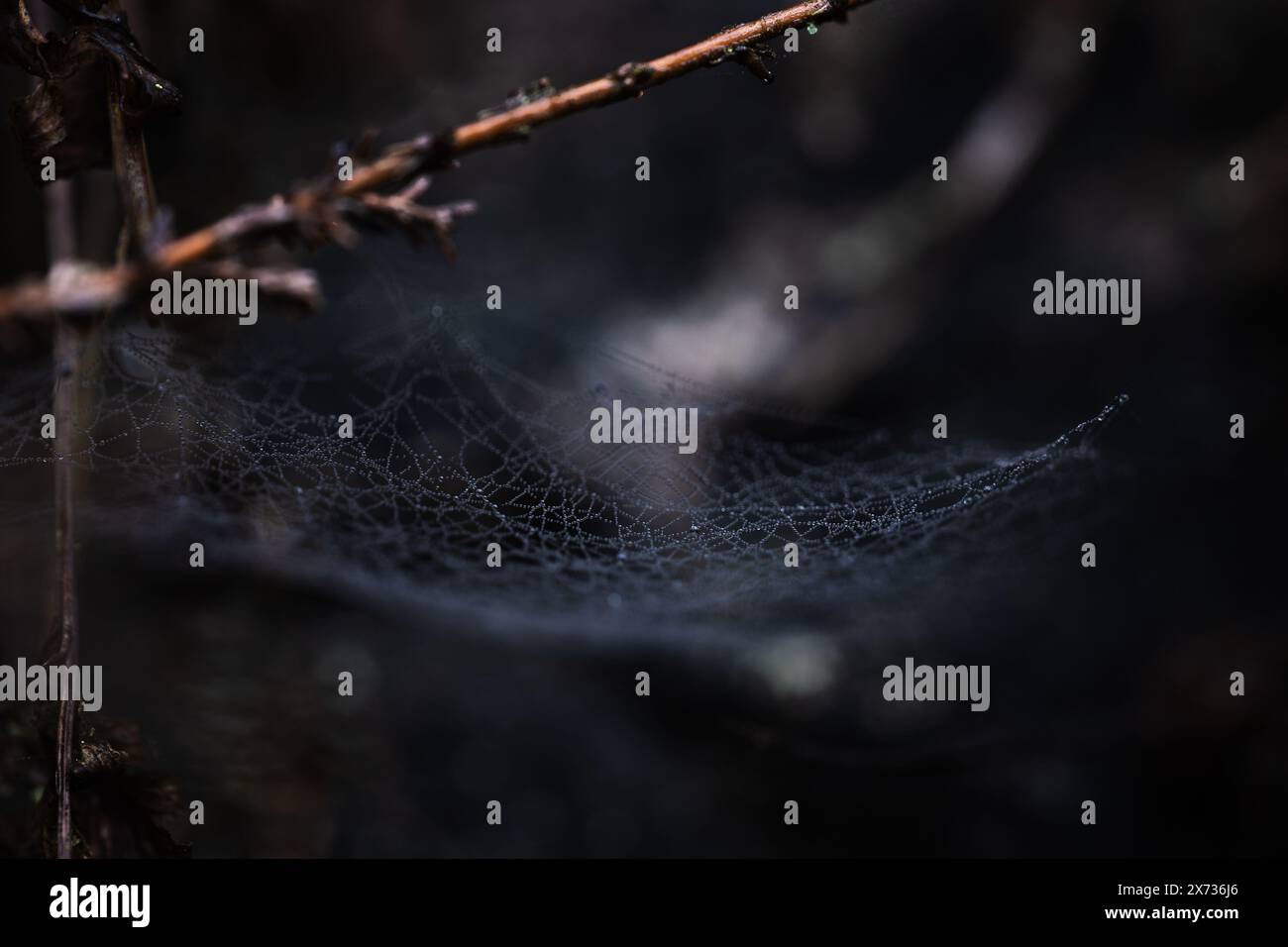 Regardez de près la forêt magique tôt le matin avec l'humeur fantastique et la brise fraîche dans le nord de la Bohême. Banque D'Images