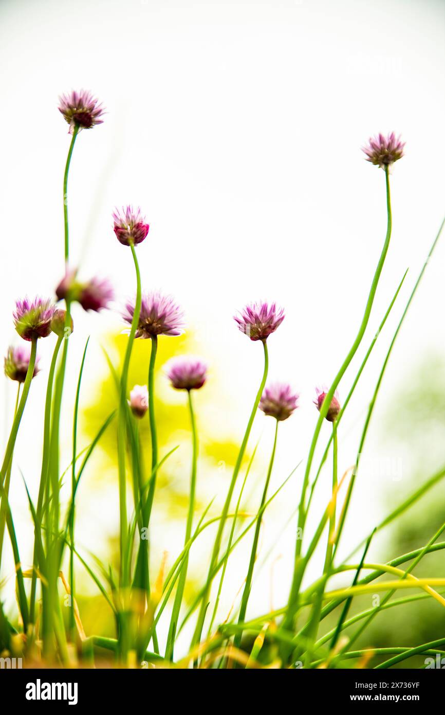 Fleurs de ciboulette contre un ciel blanc Banque D'Images