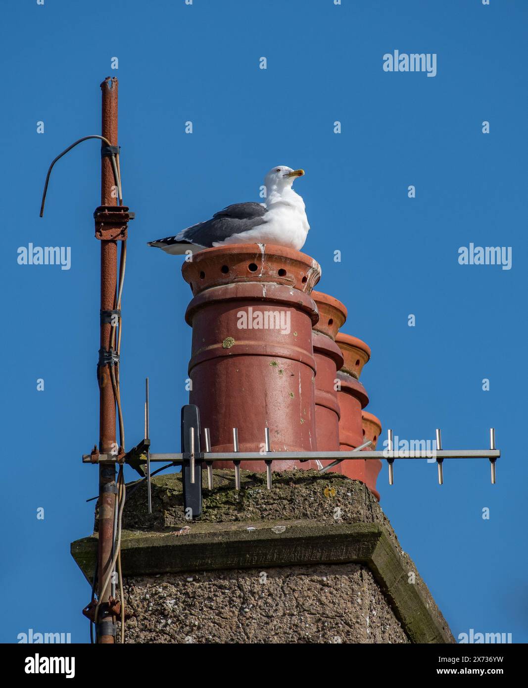 Mouette à tête blanche nichant sur un pot de cheminée en terre cuite, Silverdale, Carnforth, Lancashire, Royaume-Uni Banque D'Images