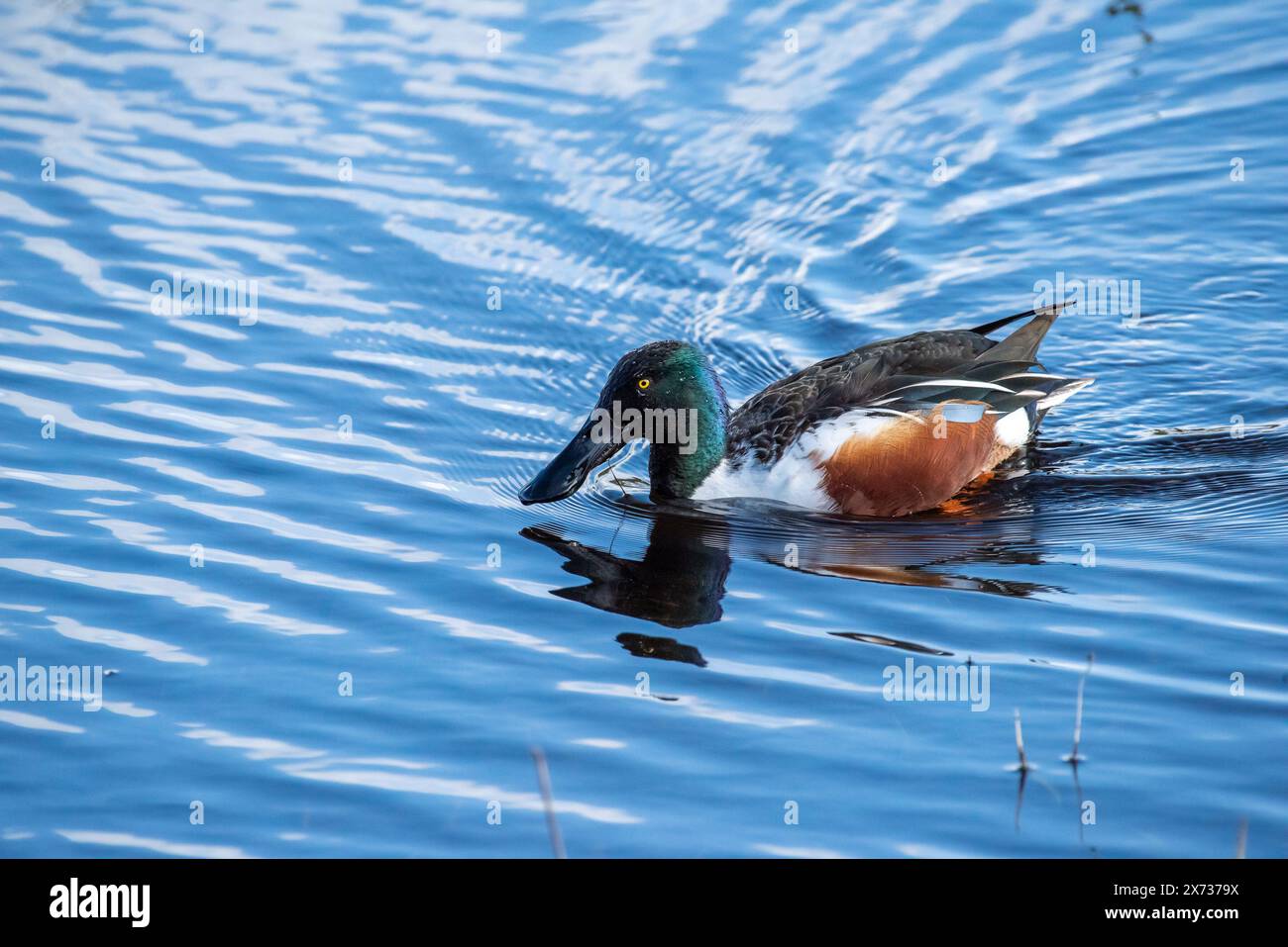 Un canard pelle mâle, Leighton Moss, Carnforth, Lancashire, Royaume-Uni. Banque D'Images