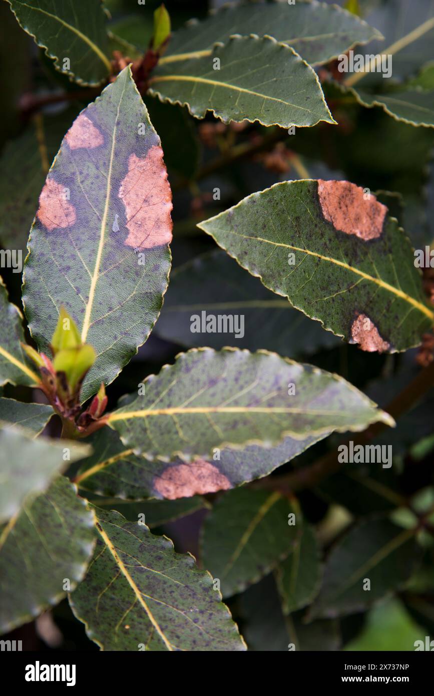 Baie endommagée, Laurus nobilis, feuilles causées par un hiver froid et humide. Banque D'Images