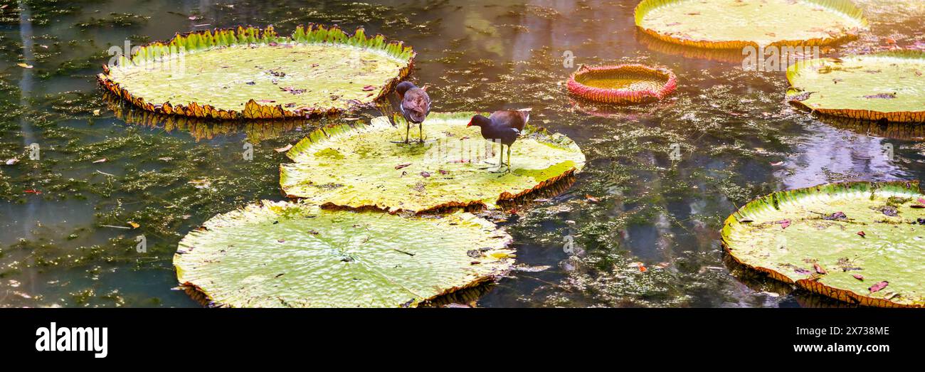 Jardin botanique Sir Seewoosagur Ramgoolam, étang avec les Nymphéas géants Victoria Amazonica, Maurice. Célèbre Sir Seewoosagur Ramgoolam Botanical Gar Banque D'Images