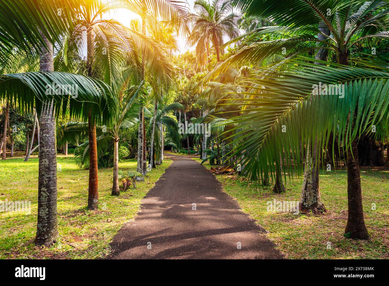 Jardin botanique Sir Seewoosagur Ramgoolam, Pamplemousses, île Maurice, avenue verte le long des arbres dans le jardin botanique de Pamplemousses. Banque D'Images