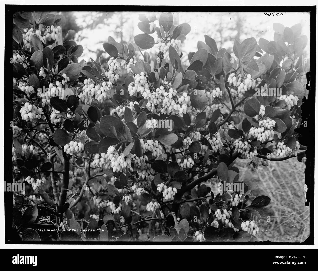 Blossoms of the manzanitza i.e. manzanita, date basée sur Detroit, catalogue F (1899)., Detroit Publishing Co. No. 08760., Gift ; State Historical Society of Colorado ; 1949, arbustes. , Fleurs. , États-Unis, Californie. Banque D'Images