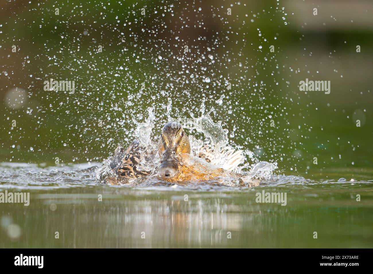 Vue de face détaillée et rapprochée d'un canard colvert éclaboussant et se baignant dans l'eau. Des gouttelettes d'eau pulvérisent et captent la lumière du soleil. Banque D'Images