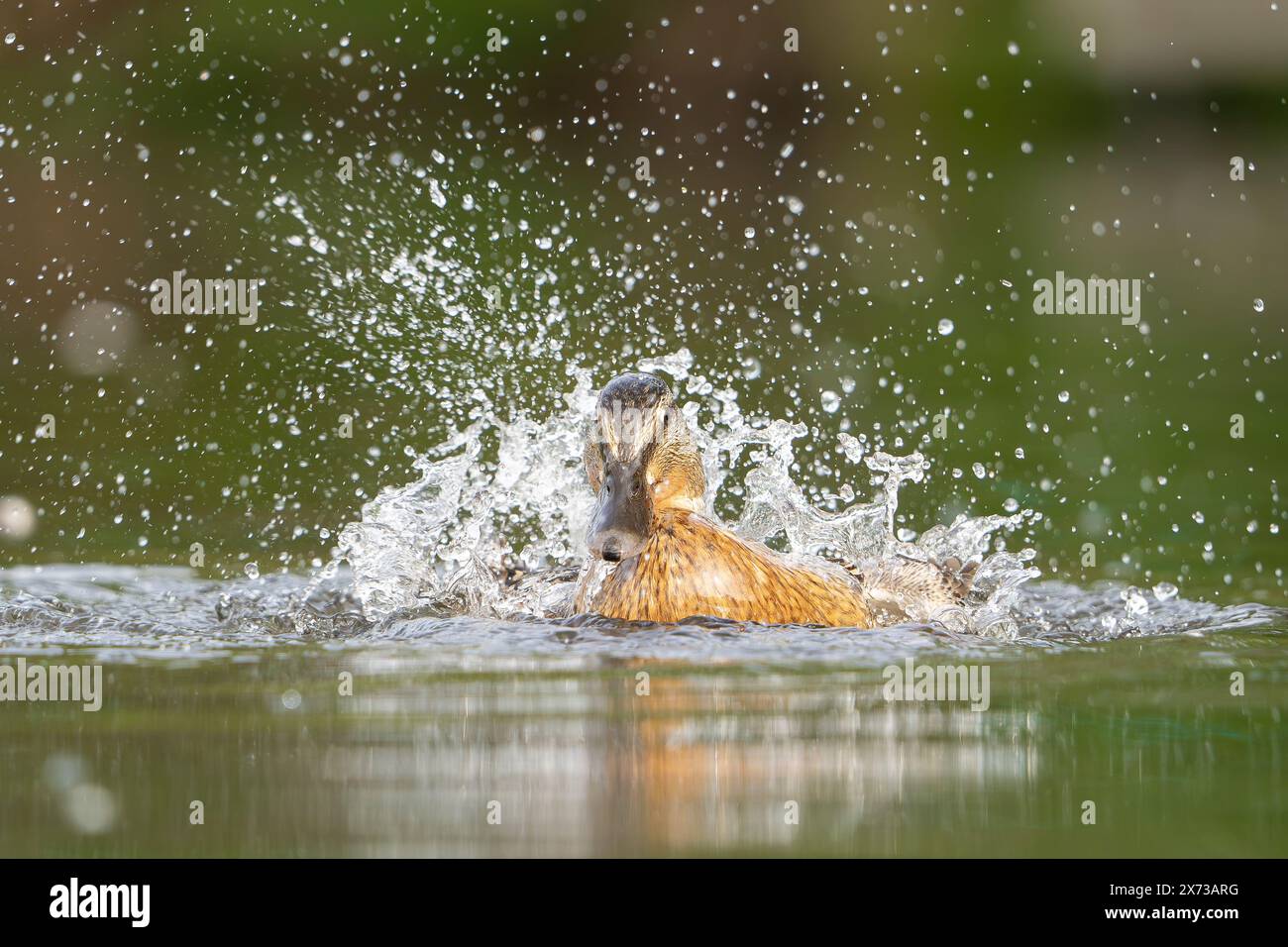 Vue de face détaillée et rapprochée d'un canard colvert éclaboussant et se baignant dans l'eau. Des gouttelettes d'eau pulvérisent et captent la lumière du soleil. Banque D'Images