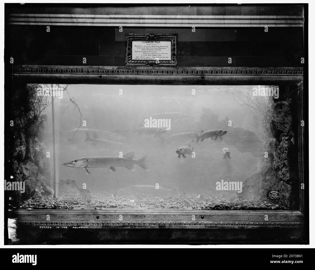 Dans l'aquarium, probablement l'aquarium de Detroit, belle Isle Park., 'Common Pike' sur la plaque ci-dessus., 'I-23' sur le négatif., Detroit Publishing Co. 070324., Gift ; State Historical Society of Colorado ; 1949, Pike. , Aquariums. , États-Unis, Michigan, Detroit. Banque D'Images
