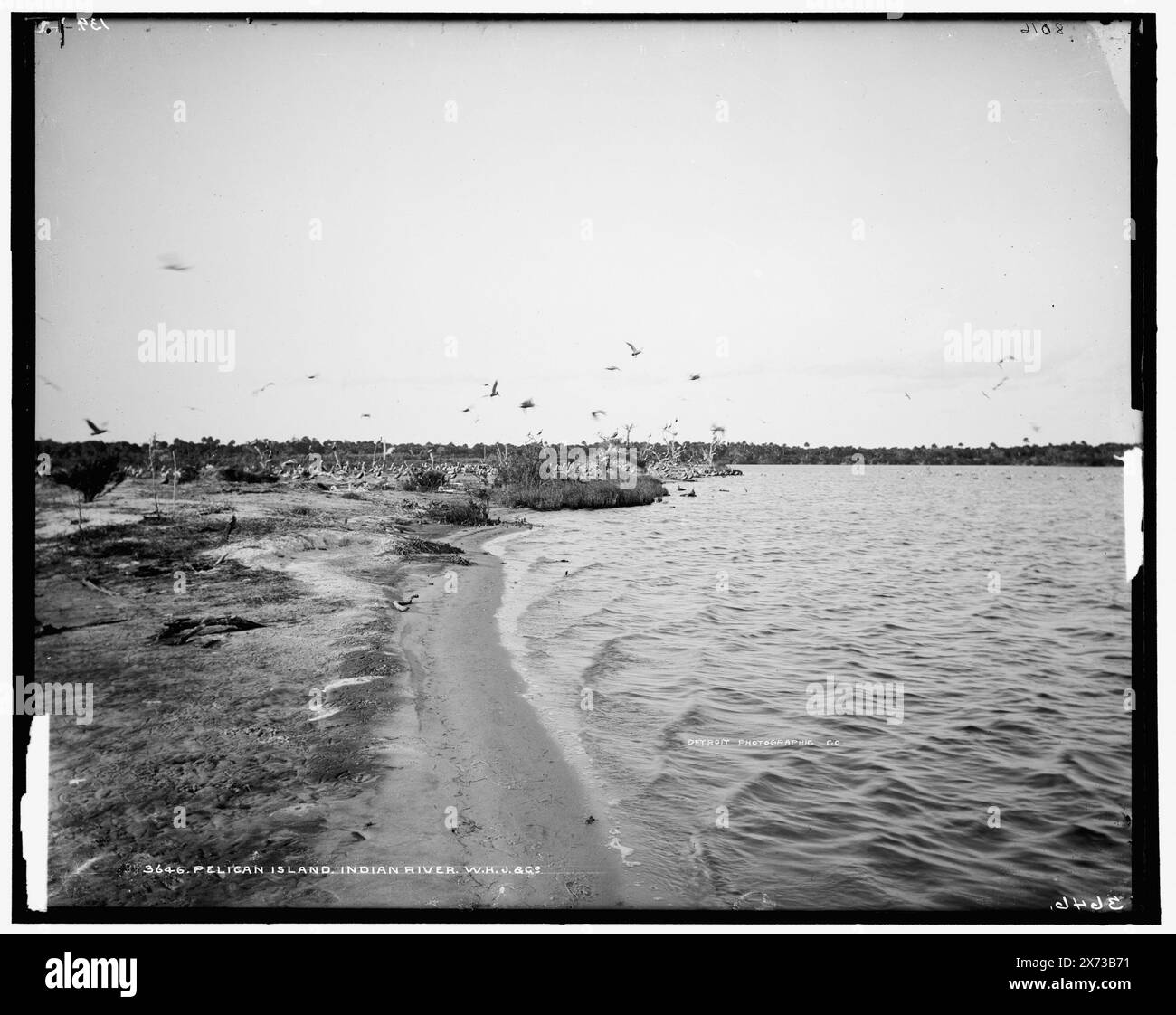 Pelican Island, Indian River, '139', '8016' et 'W.H.J. & Co.' sur négatif., Detroit Publishing Co. nos. 3646 et 08016., cadeau ; State Historical Society of Colorado ; 1949., information non vérifiée dans ce dossier. 752 champ. Pelican Island, front de mer. , Pelicans. , Baies. , États-Unis, Floride, Indian River. , États-Unis, Floride, Pelican Island. Banque D'Images
