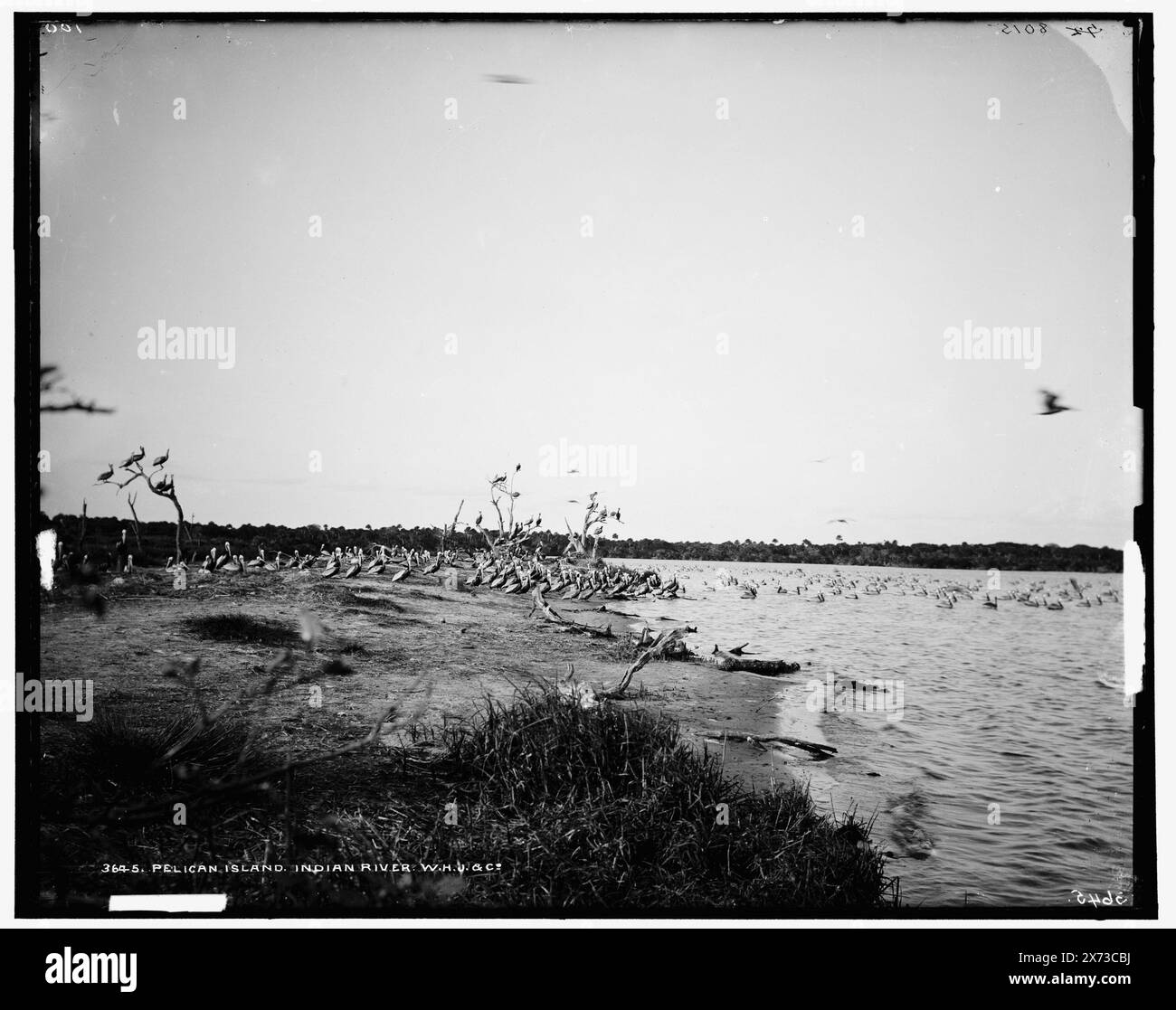 Pelican Island, Indian River, '100', '8015' et 'W.H.J. & Co.' sur négatif., Detroit Publishing Co. no. 3645., Gift ; State Historical Society of Colorado ; 1949., informations non vérifiées dans ce dossier. 752 champ. Pelican Island, front de mer. , Pelicans. , Baies. , États-Unis, Floride, Indian River. , États-Unis, Floride, Pelican Island. Banque D'Images