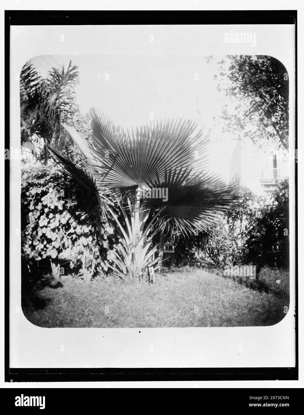 Feuillage cubain, titre de veste., '1587' sur négatif., Detroit Publishing Co. no. 32443., Gift ; State Historical Society of Colorado ; 1949, Palms. , Cuba. Banque D'Images