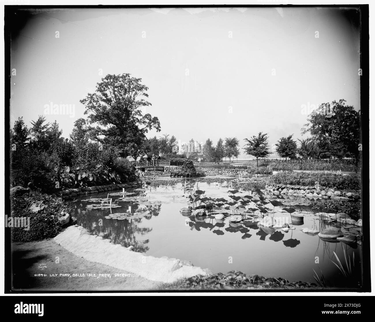 Lily Pond, belle Isle Park, Detroit, Detroit Publishing Co. No. 012431., Gift ; State Historical Society of Colorado ; 1949, Lily Ponds. , Parcs. , États-Unis, Michigan, Detroit. Banque D'Images