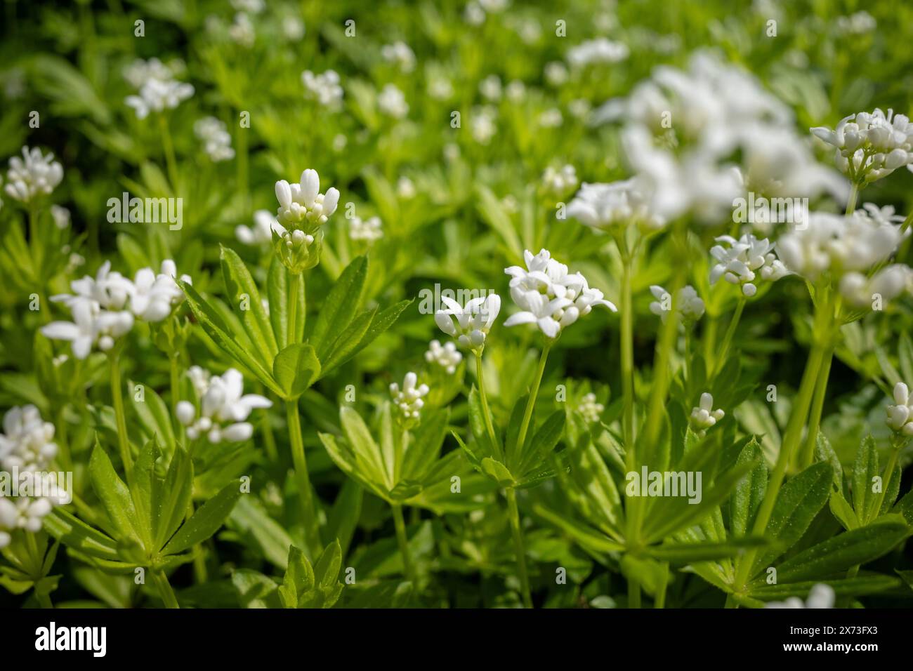 fleurs de woodruff dans le jardin Banque D'Images