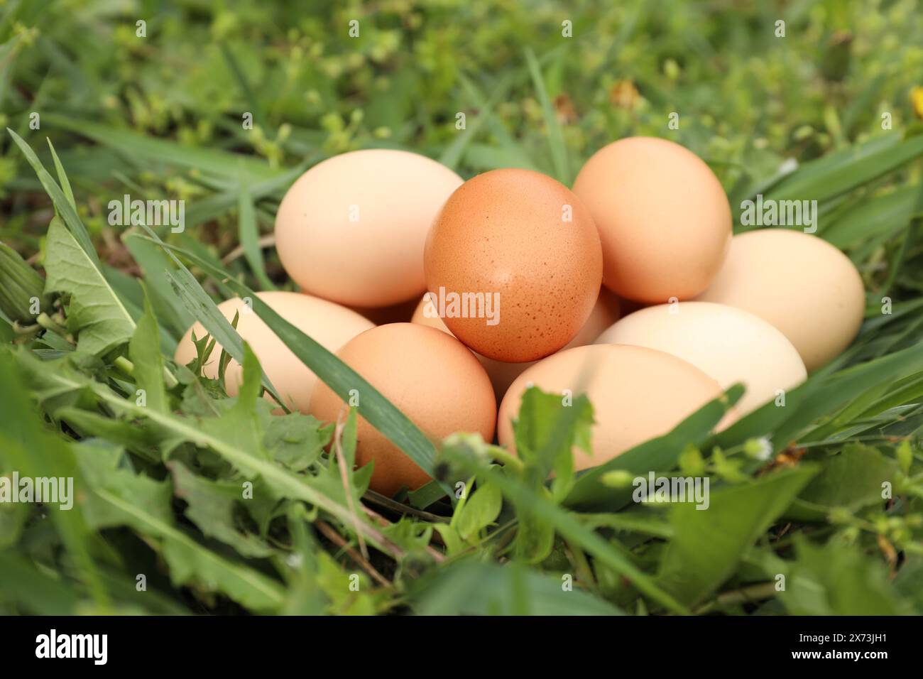 Oeufs de poule frais sur l'herbe verte à l'extérieur, gros plan Banque D'Images