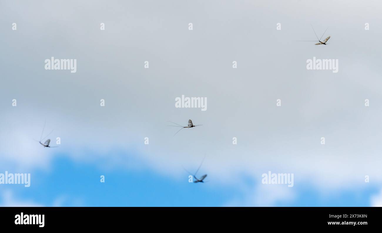 Des mouches de folie dansant dans le ciel au bord de la Tamise en mai exécutant une danse nuptiale ou de cour pour attirer les femmes, Angleterre, Royaume-Uni Banque D'Images