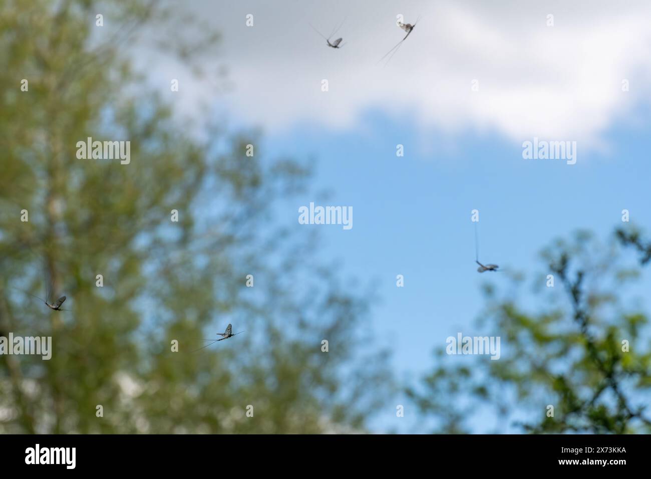 Des mouches de folie dansant dans le ciel au bord de la Tamise en mai exécutant une danse nuptiale ou de cour pour attirer les femmes, Angleterre, Royaume-Uni Banque D'Images