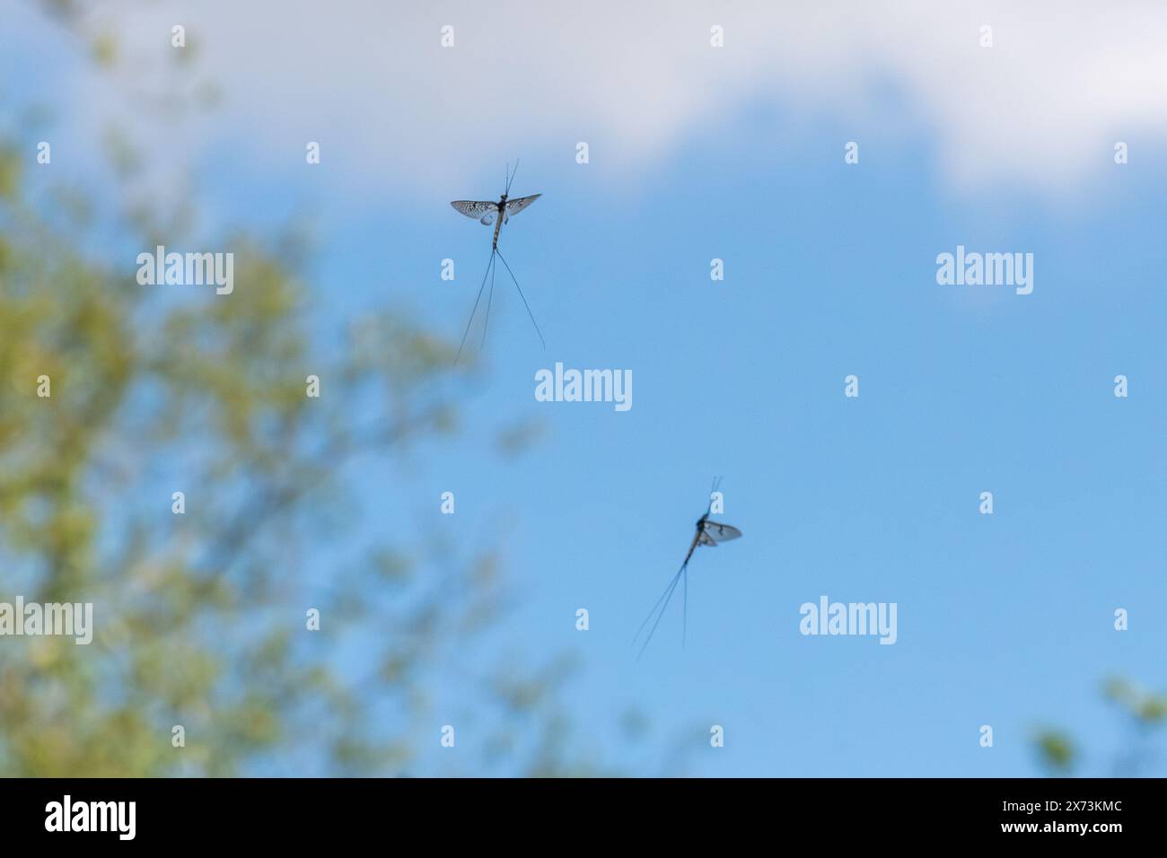 Des mouches de folie dansant dans le ciel au bord de la Tamise en mai exécutant une danse nuptiale ou de cour pour attirer les femmes, Angleterre, Royaume-Uni Banque D'Images