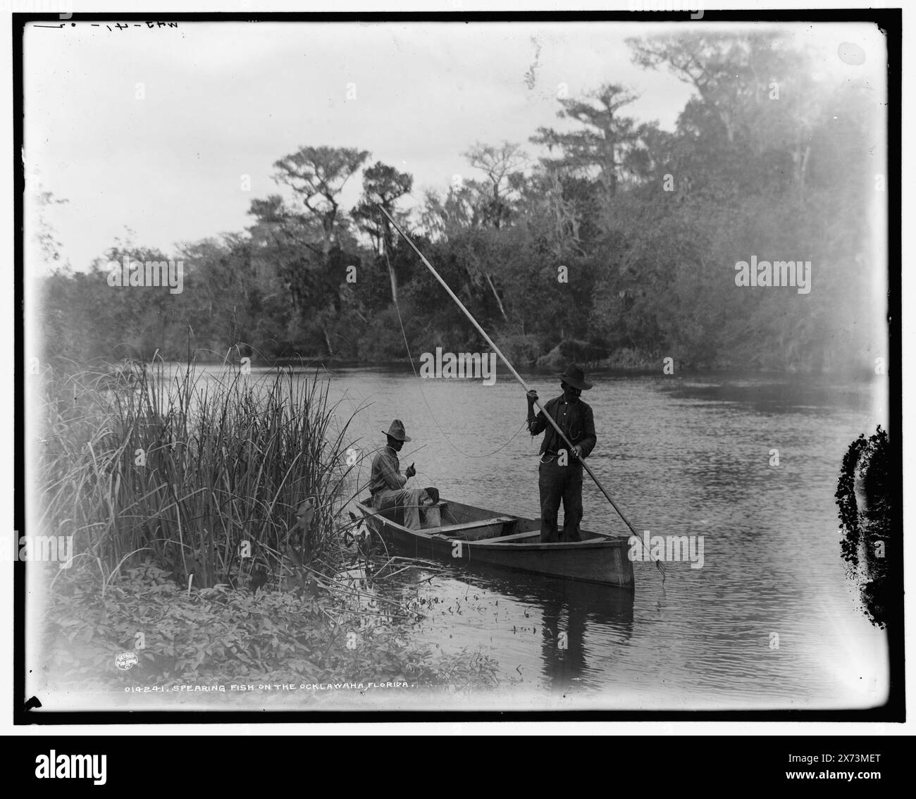 Harponnage de poissons sur l'Ocklawaha sic, Floride, 'WHJ 41-02' sur négatif., Detroit Publishing Co. no. 014241., Gift ; State Historical Society of Colorado ; 1949, pêche à la lance. , Rivers. , États-Unis, Floride, Oklawaha River. Banque D'Images