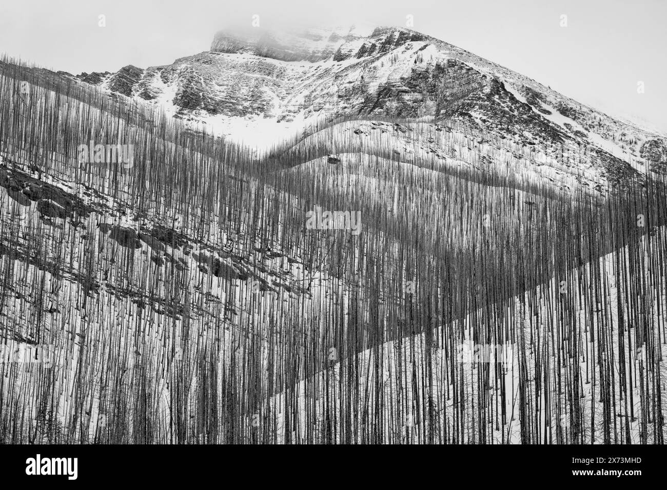 Canada, Alberta, montagnes Rocheuses, lacs Waterton, parc national, forêt brûlée Banque D'Images