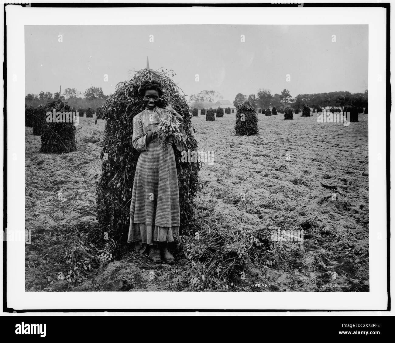 Polly dans le patch cacahuète, titre transcrit de la veste originale., Detroit Publishing Co. No. 062096., Gift ; State Historical Society of Colorado ; 1949, Peanuts. , Agriculture. , Afro-Américains, femmes. Banque D'Images