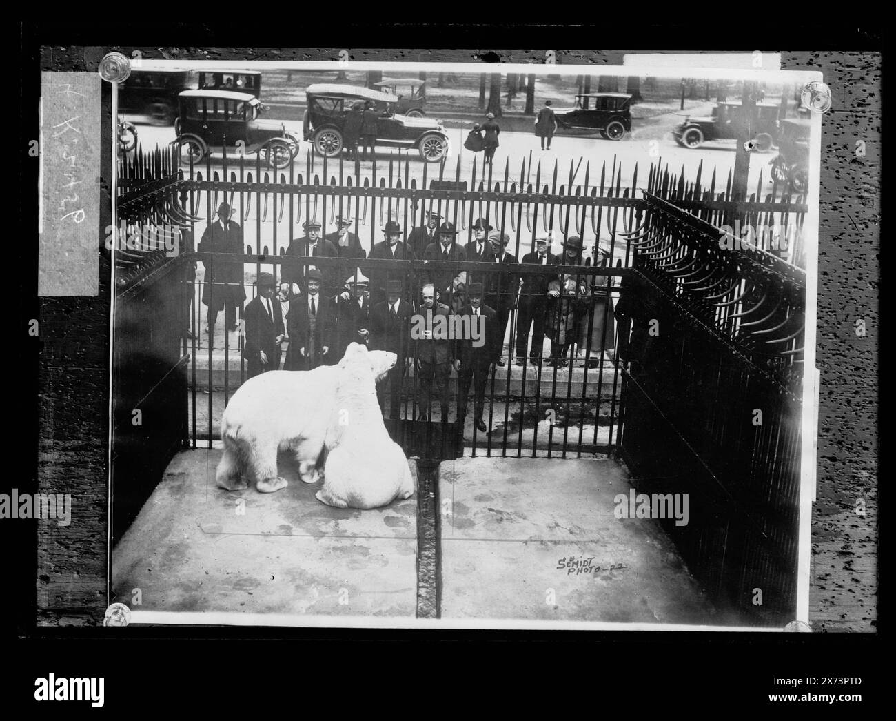 Ours polaire en cage, titre de la veste., photographie d'un tirage photographique estampillé 'Schmidt photo-22.', possiblement à Detroit, Michigan., Detroit Publishing Co. No. K 2456., Gift ; State Historical Society of Colorado ; 1949, Polar Bears. , Zoos. Banque D'Images