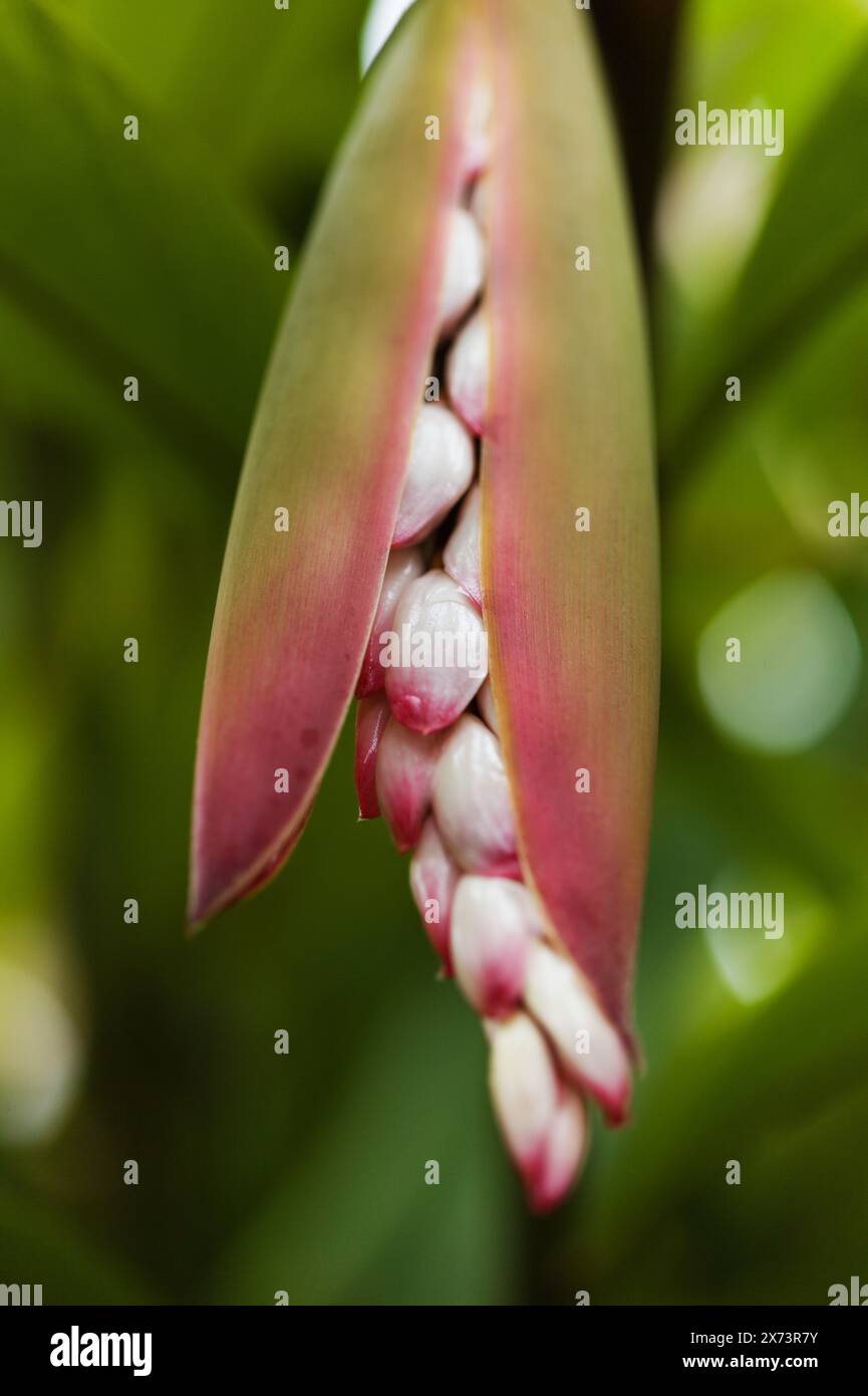 Floraison Alpinia zerumbet, gingembre coquille, fond floral macro naturel Banque D'Images