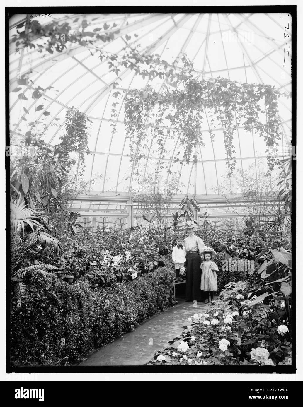 Intérieur, bâtiment horticole, belle Isle Park, Detroit, Mich., titre tiré de la veste., 'I-25' sur négatif., Detroit Publishing Co. no. 034822., Gift ; State Historical Society of Colorado ; 1949, Greenhouses. , Intérieurs. , Parcs. , États-Unis, Michigan, Detroit. Banque D'Images