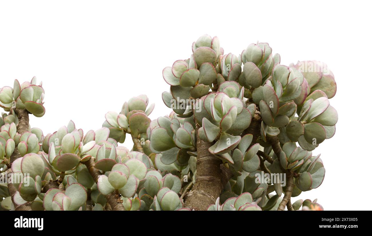 Crassula arborescens aka argenté plante jade feuilles succulentes Banque D'Images