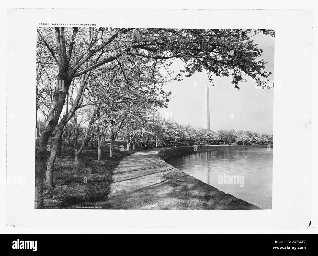 Fleurs de cerisier japonaises, le long du Tidal Basin, Washington, DC, Detroit Publishing Co. No. 073523., Gift ; State Historical Society of Colorado ; 1949, Cherry Trees. , Front de mer. , États-Unis, District of Columbia, Washington (D.C.) Banque D'Images