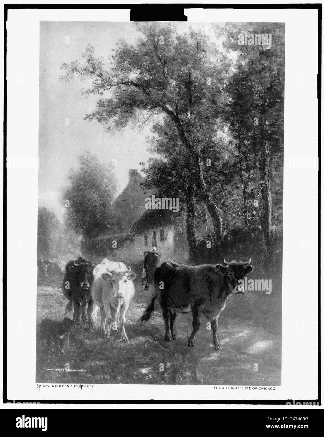 Un jour d'automne doré, photographie d'un tableau à l'Art Institute of Chicago., Detroit Publishing Co. no. M 475., Gift ; State Historical Society of Colorado ; 1949, automne. , Vaches. Banque D'Images