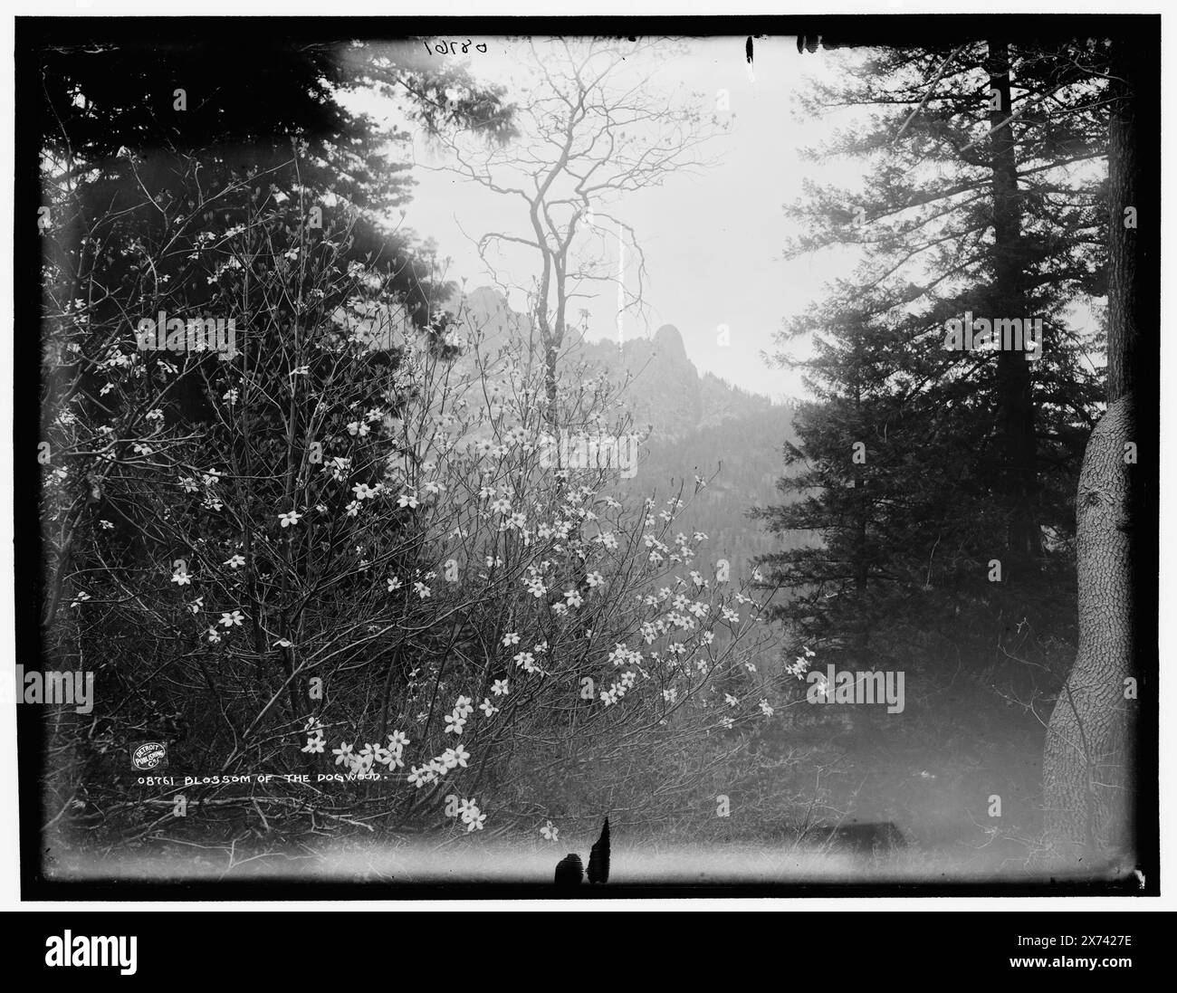 Blossom of the Dogwood, date basée sur Detroit, catalogue F (1899)., Detroit Publishing Co. No. 08761., Gift ; State Historical Society of Colorado ; 1949, Trees. , Fleurs. , États-Unis, Californie. Banque D'Images