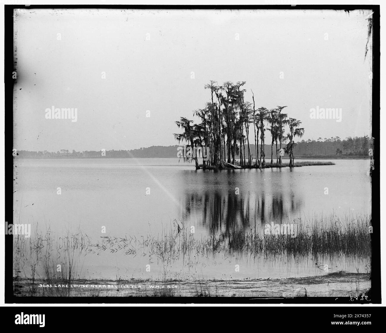 Lake Louise près de Seville, Fla., 'W.H.J. & Co', et '107' sur négatif., Detroit Publishing Co. No. 3683., Gift ; State Historical Society of Colorado ; 1949, Islands. , Lacs et étangs. , États-Unis, Floride, Louise, Lac. , États-Unis, Floride, Séville. Banque D'Images