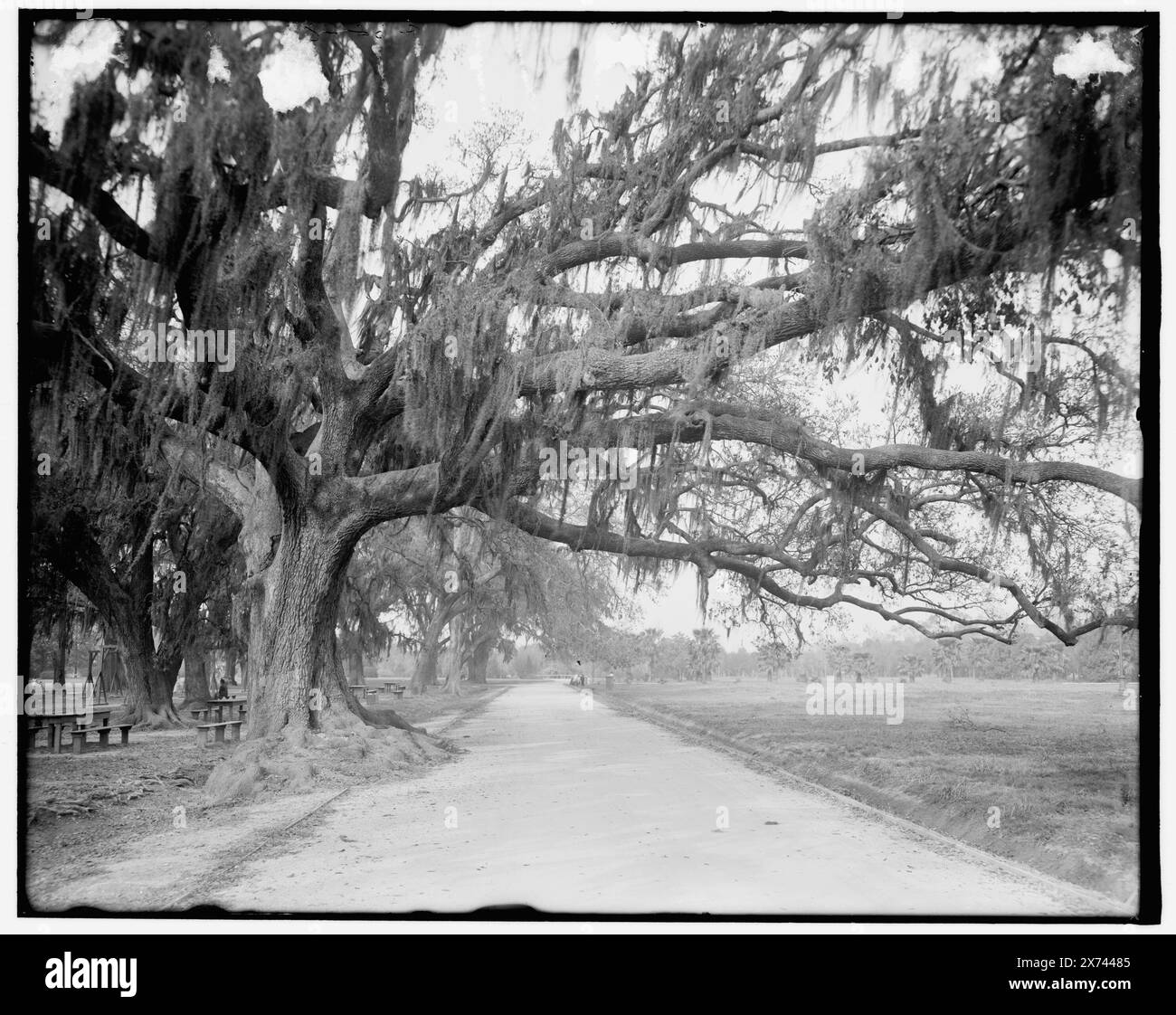 Shell Road et Live Oaks, Audubon Park, Nouvelle-Orléans, La., titre de veste., 'g 6848' sur négatif., Detroit Publishing Co. no. 039630., Gift ; State Historical Society of Colorado ; 1949, Oaks. , Mousse espagnole. , Parcs. , États-Unis, Louisiane, Nouvelle-Orléans. Banque D'Images