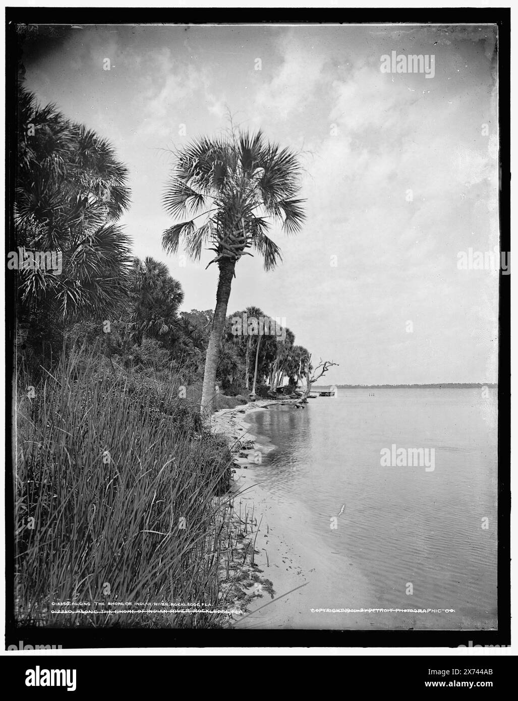 Le long de la rive d'Indian River, Rockledge, Fla., transparent en verre correspondant (avec le même code de série) disponible sur vidéodisque cadre 1A-29567., 'WHJ 635' sur négatif ; 'WJ 106' et '#635' sur transparent., Detroit Publishing Co. No. 013350., Gift ; State Historical Society of Colorado ; 1949, Bays. , Front de mer. , États-Unis, Floride, Rockledge. , États-Unis, Floride, Indian River. Banque D'Images
