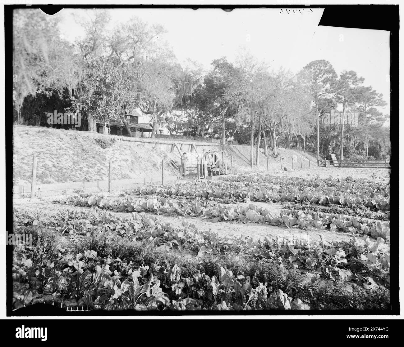 Puits artésien pompant l'eau pour la maison et l'irrigation, Ormond, Fla., titre de la veste., négatif fissuré de haut en bas à droite et scotché., 'G 7746' sur négatif., Detroit Publishing Co. 500119., Gift ; State Historical Society of Colorado ; 1949, Artesian Wells. , Irrigation. , Agriculture. , États-Unis, Floride, Ormond Beach. Banque D'Images