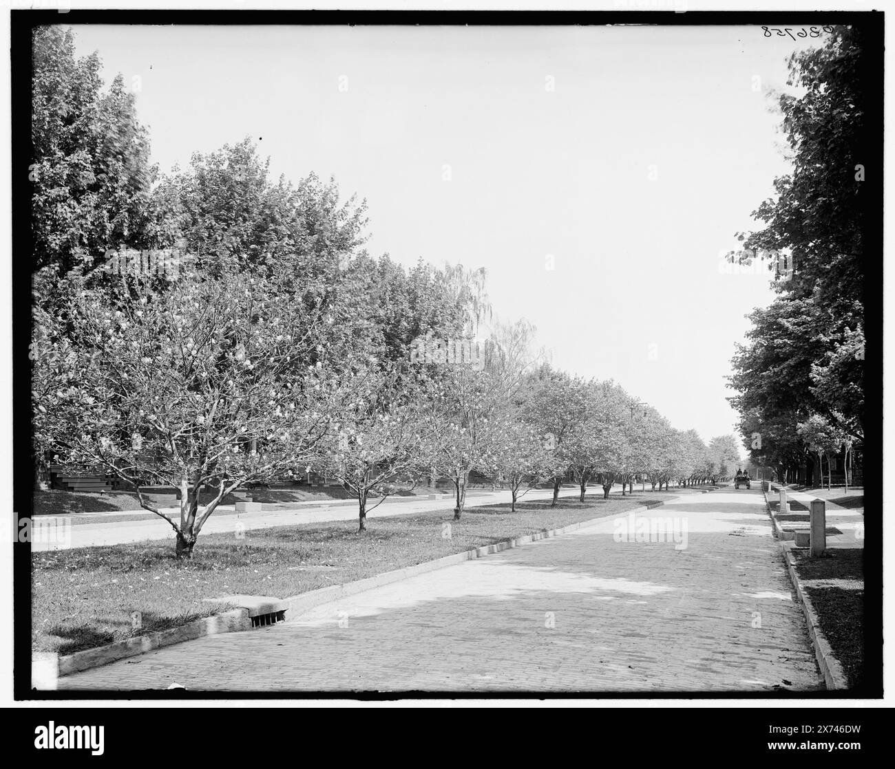 Oxford Street, Magnolia Town, Rochester, N.Y., titre tiré de la veste., '4044' sur négatif., Detroit Publishing Co. no. 036758., Gift ; State Historical Society of Colorado ; 1949, Magnolias. , Rues. , États-Unis, New York (State), Rochester. Banque D'Images