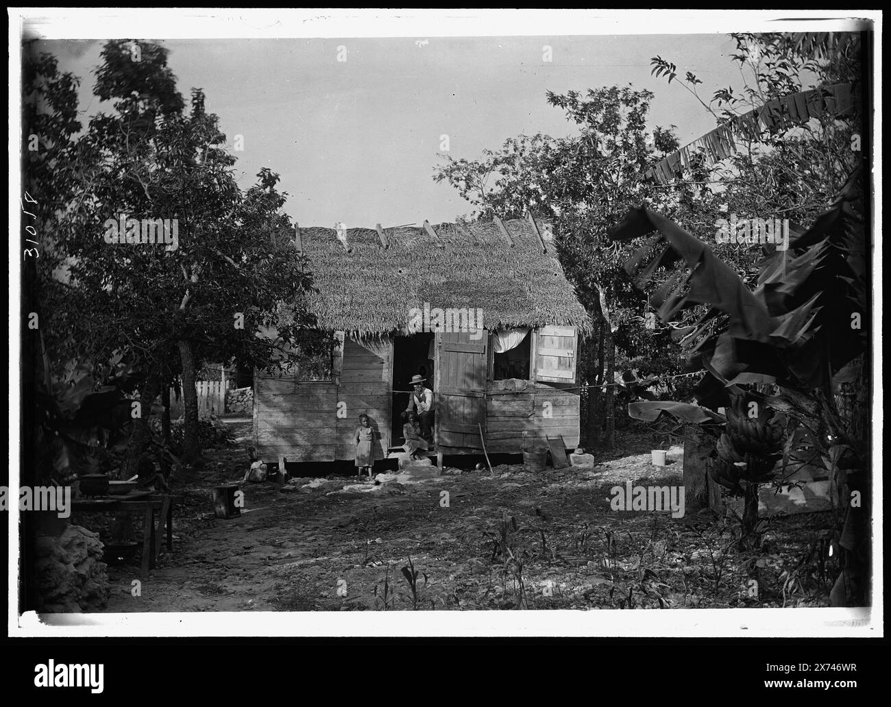Bâtiment au toit de chaume et usine de bananes, peut-être Nassau, Bahamas, transparent en verre correspondant (avec le même code de série) disponible sur vidéodisque cadre 1A-31498., titre conçu par Cataloger., 'E-3' sur négatif., Detroit Publishing Co. No. 031058., cadeau ; State Historical Society of Colorado ; 1949, toits de chaume. , Plantes de bananes. , Bahamas. Banque D'Images