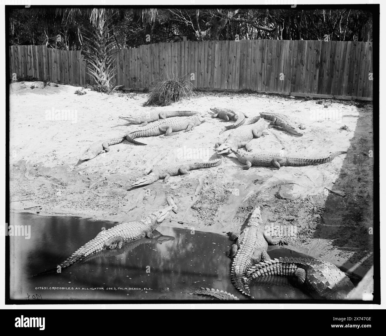 Crocodiles, c'est-à-dire alligators chez Alligator Joe's, Palm Beach, Fla., '119' sur négatif., Detroit Publishing Co. No. 017631., Gift ; State Historical Society of Colorado ; 1949, Alligators. , Commerce touristique. , États-Unis, Floride, Palm Beach. Banque D'Images