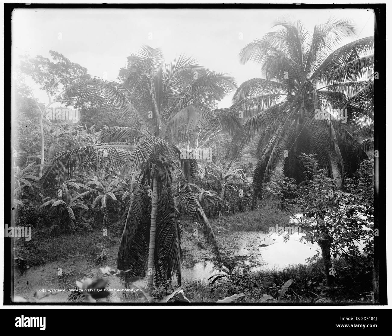 Tropicale Growth on the Rio Cobre, Jamaica, W.I., locale et date basées sur Detroit, catalogue J (1901)., Detroit Publishing Co. No. 013214., Gift ; State Historical Society of Colorado ; 1949, Palms. , Jamaïque, rivière Cobre. , Jamaïque, Spanish Town. Banque D'Images