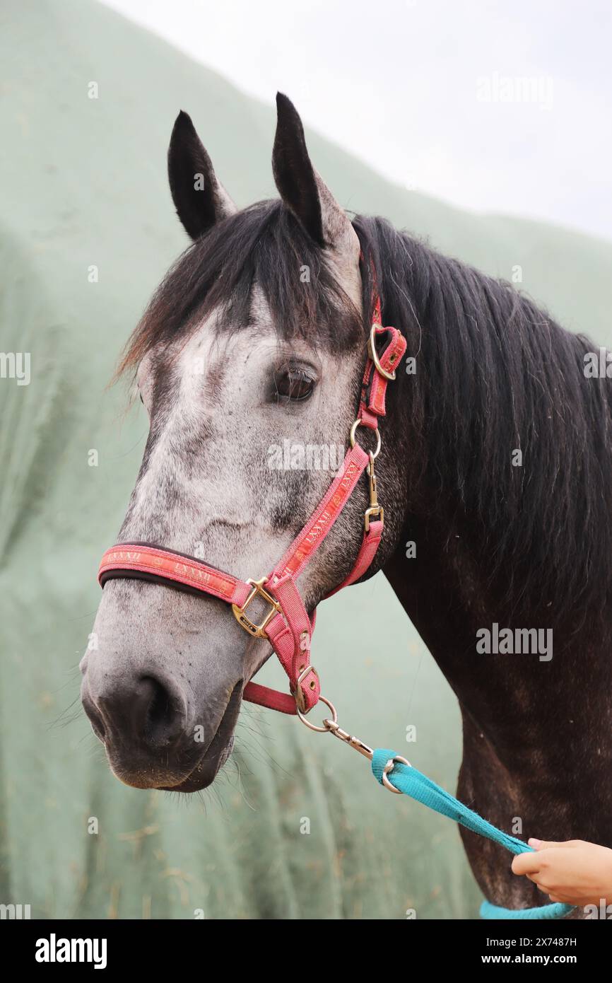 Beau jeune cheval posant à la ferme équestre rurale. Portrait d'un cheval de race pure dans un corral en plein air. Gros plan extrême d'un cheval domestique de race pure. Banque D'Images