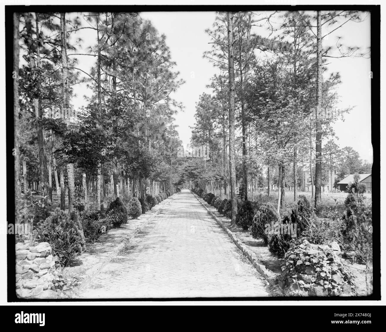 Avenue to Grotto, Spring Hill College, Mobile, Alabama, titre de veste., 'g 7052' sur négatif., Detroit Publishing Co. no. 039538., Gift ; State Historical Society of Colorado ; 1949, Streets. , États-Unis, Alabama, Mobile. Banque D'Images