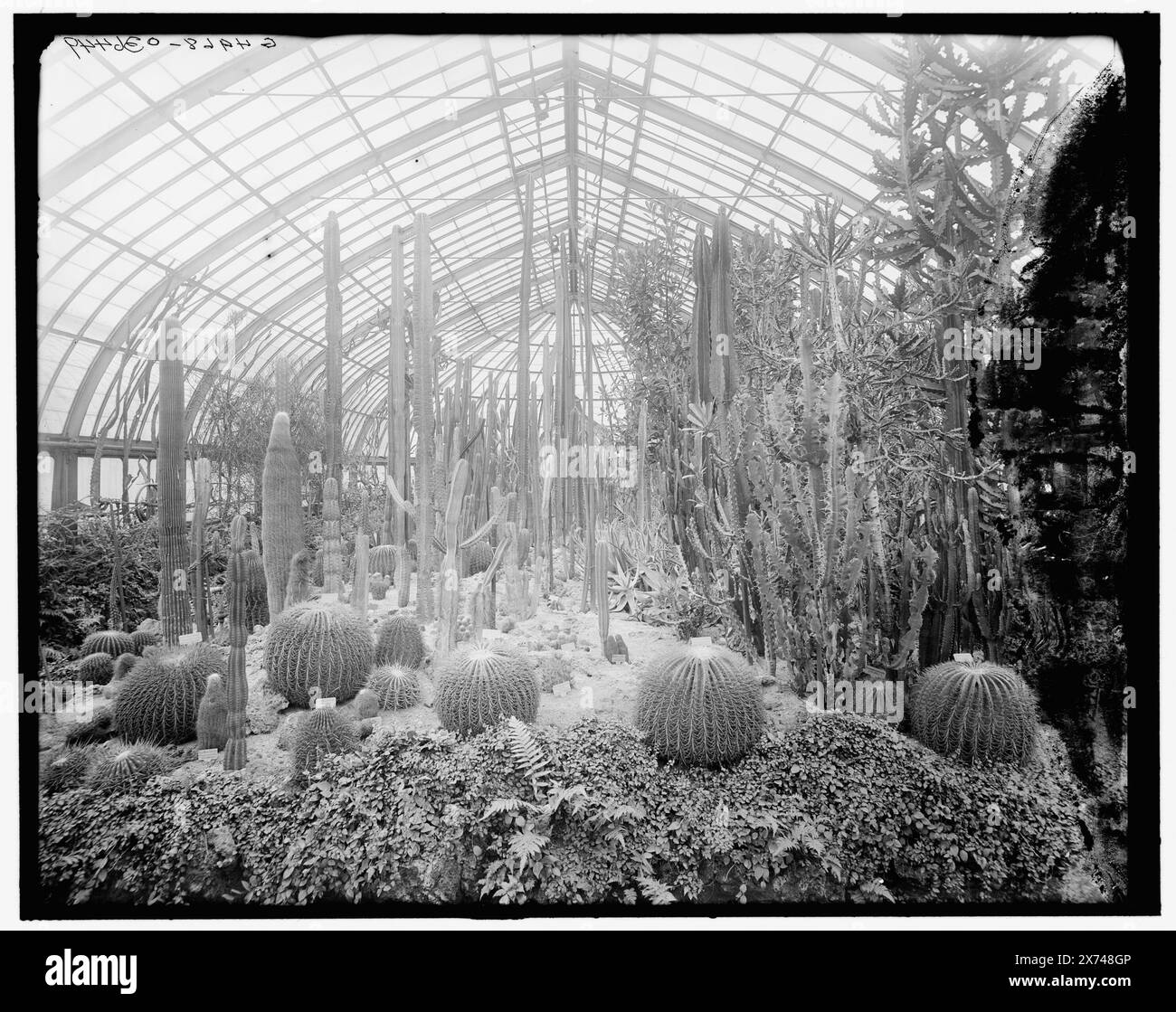 Cactus, Phipps (Schenley Park) Conservatory, Schenley Park, Pittsburgh, Pa., titre tiré de la veste., 'g 4968' sur négatif., Detroit Publishing Co. no. 036449., Gift ; State Historical Society of Colorado ; 1949, Greenhouses. , Cactus. , Intérieurs. , Parcs. , États-Unis, Pennsylvanie, Pittsburgh. Banque D'Images